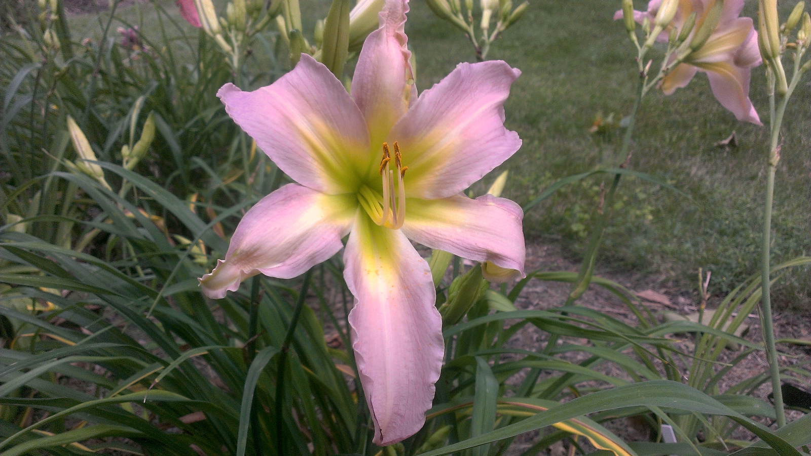 Daylily